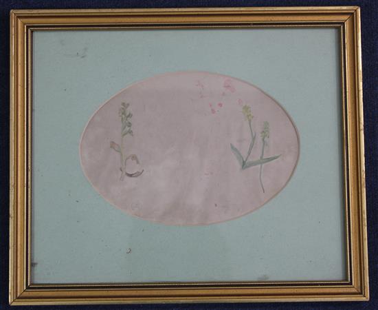 Attributed to Beatrix Potter (1866-1943) Studies of wild flowers, ovals, 6 x 8.75in.